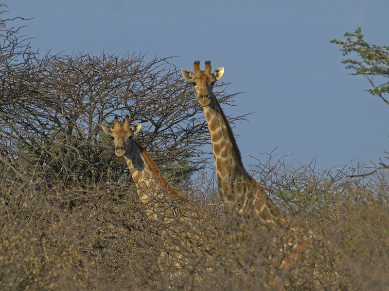 Giraffe, Waterberg
